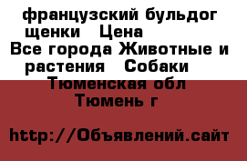 французский бульдог щенки › Цена ­ 50 000 - Все города Животные и растения » Собаки   . Тюменская обл.,Тюмень г.